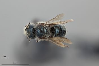 Media type: image;   Entomology 795009 Aspect: habitus dorsal view